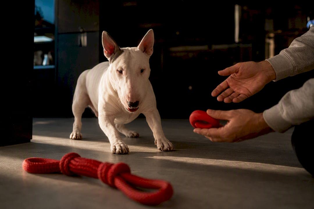 Train a Bull Terrier in 8–12 Weeks with Play First Methods