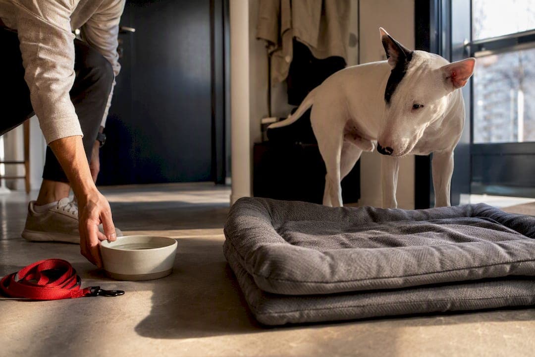 Bull Terrier Facts: First 72 Hours and 3 Health Checks for New Owners