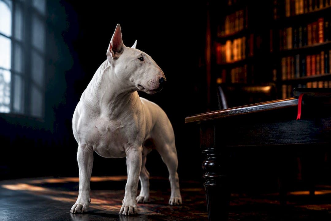 3 Reasons Bull Terriers Appear in Literature and Where to Find Them