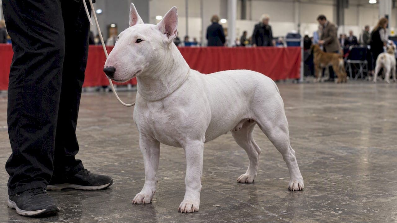 Bull Terrier History: From English Pit Dog to Kennel Club Standard