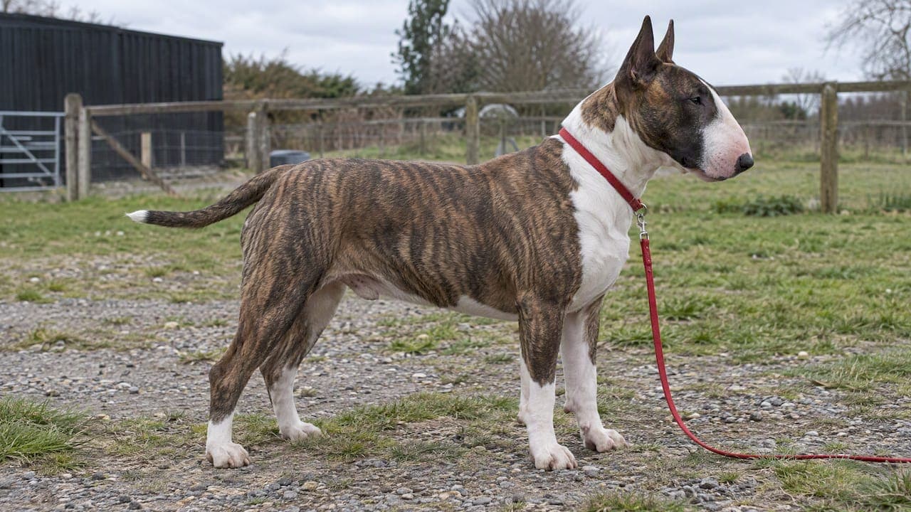 Bull Terrier Breed Standard: No Fixed Height or Weight